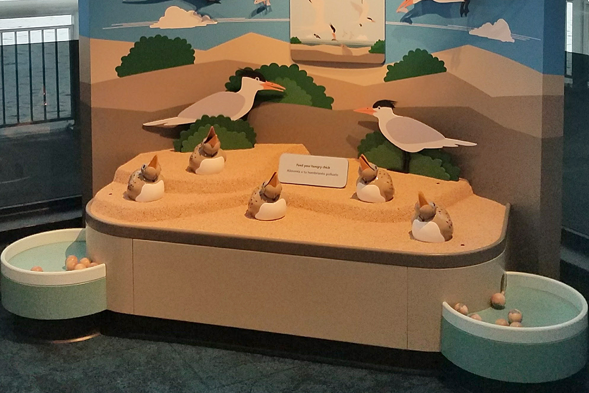 sea bird feeding chicks exhibit